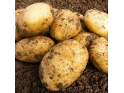 Wilja Seed Potatoes (Second Early - 1 kg)